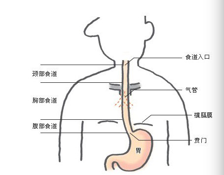 胃贲门的位置图片图片