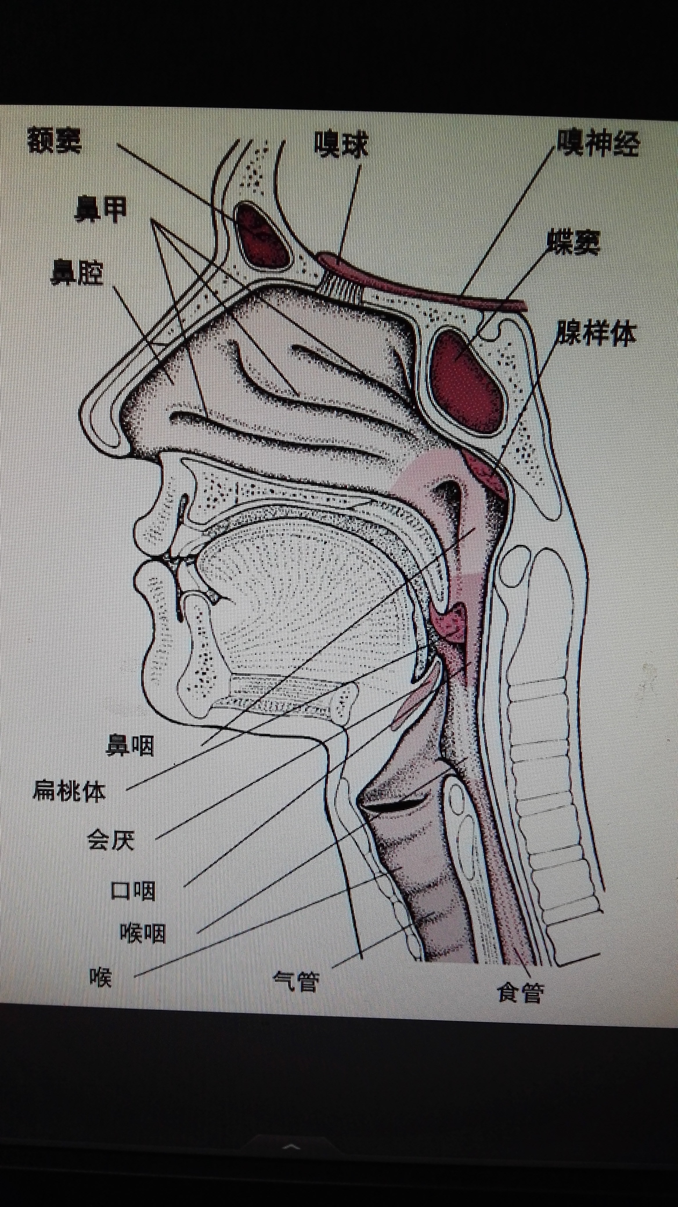 扁桃体位置图甲状腺图片