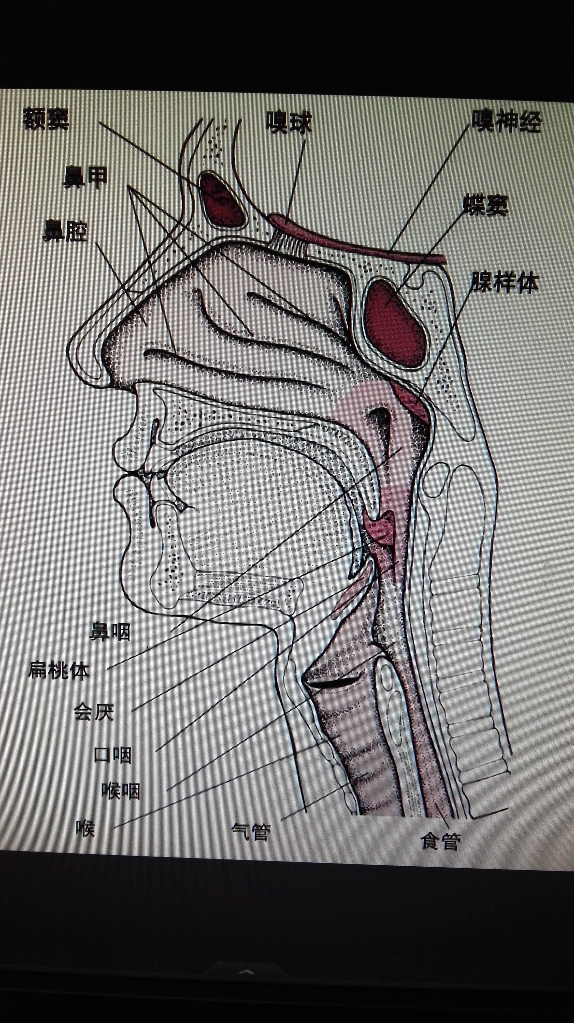 小儿打鼾与腺样体扁桃体肥大