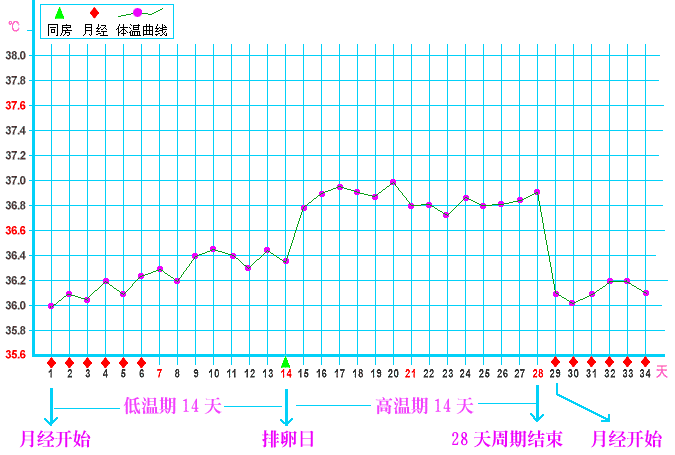 上图表示正常月经周期28天,基础体温曲线呈现标准的高低温两相变化