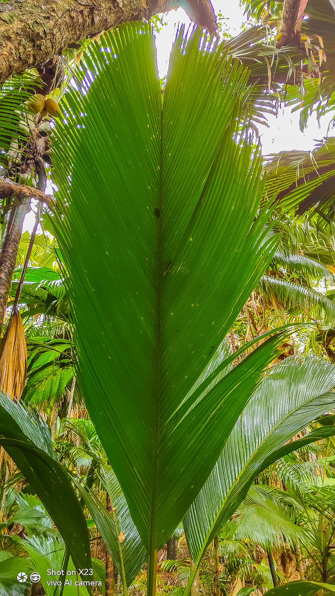 塞舌尔的国宝海椰子树，一只就需生长十年左右-搜狐大视野-搜狐新闻