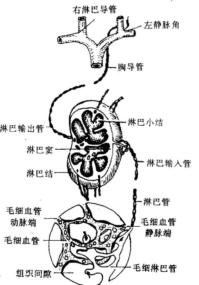 virchow淋巴结图片