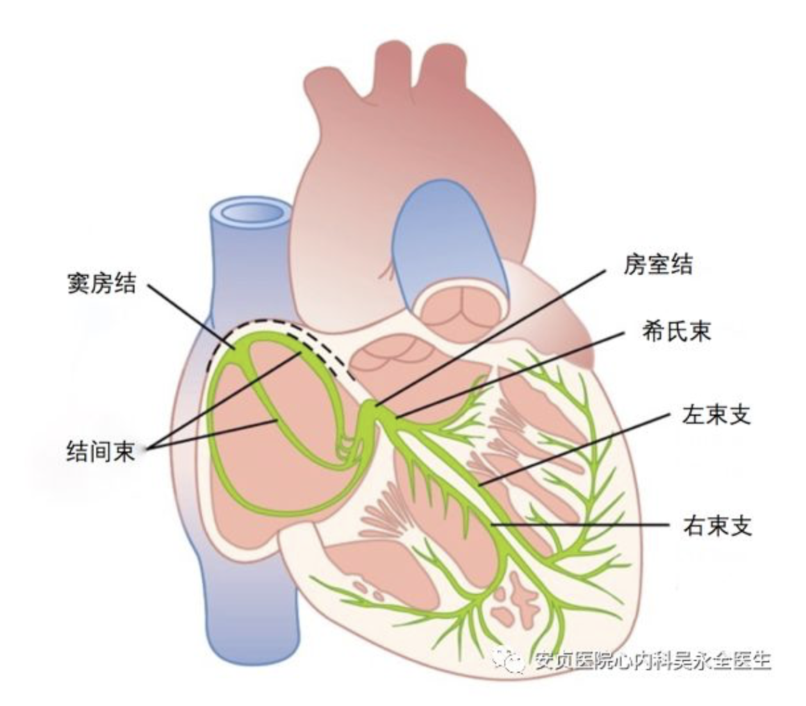 搏动)起始于窦房结(位于右心房与上腔静脉交接的位置),并沿着结间束