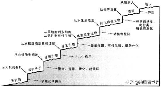 地球生物进化的简图图片