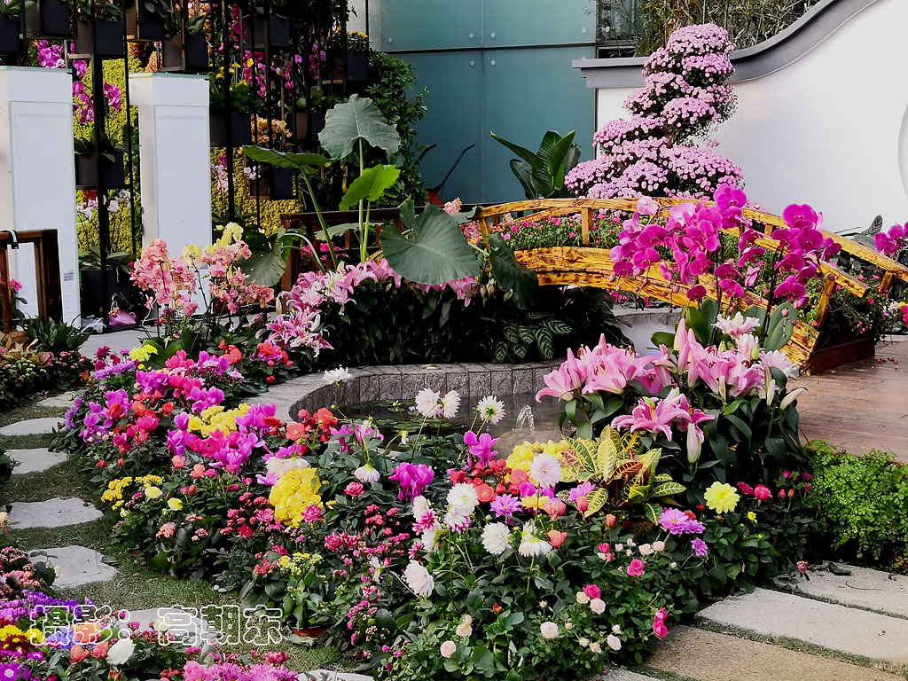 各种花卉造型美到爆！柳州市民广场花卉展于本月26日亮相|南国早报网-广西主流都市新闻门户