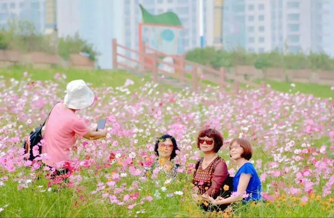 與三五知己一道,漫步在溼地公園的花海中,享受陽光帶來的溫暖.