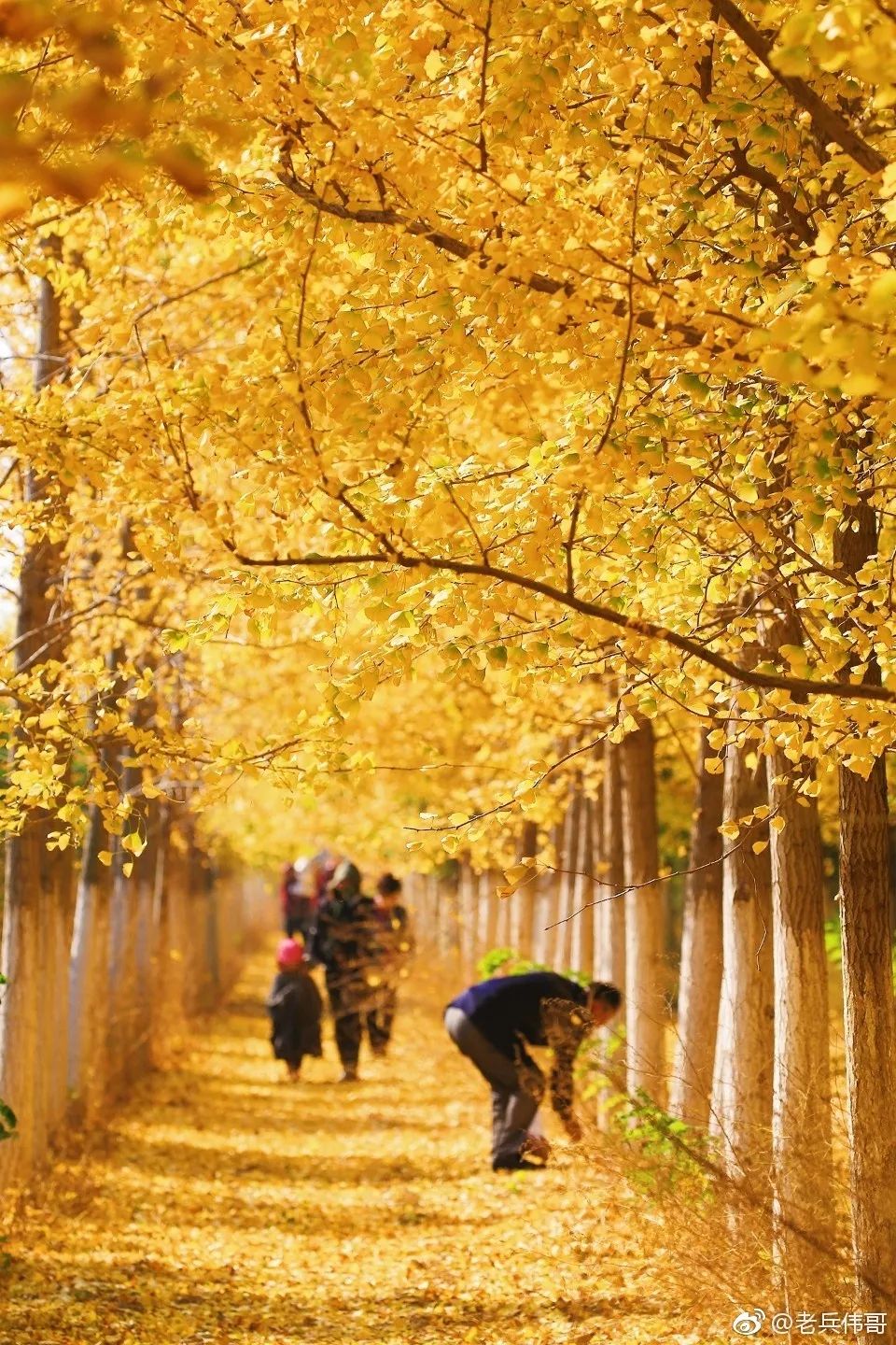 【旅游】银杏之美,记录大连的美好