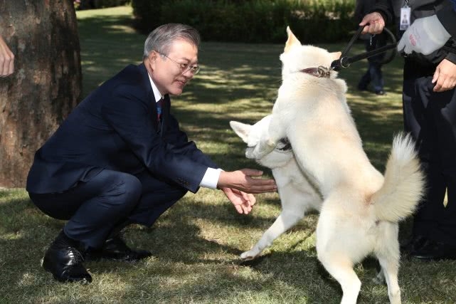 朝鲜丰山犬图片