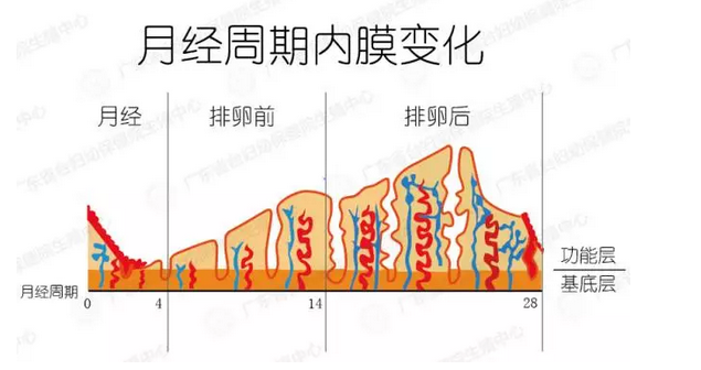 子宫内膜分层图片