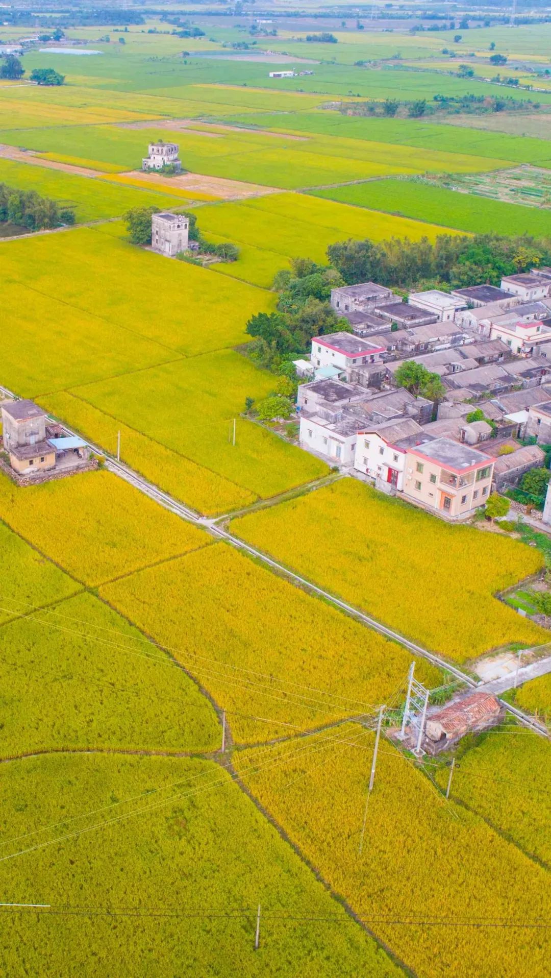 台山都斛万亩稻田图片