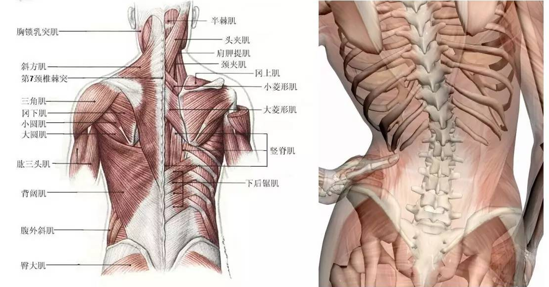 腰背部肌是人体最强大的肌肉,是人类能够站立,坐直的功臣,但它们容易