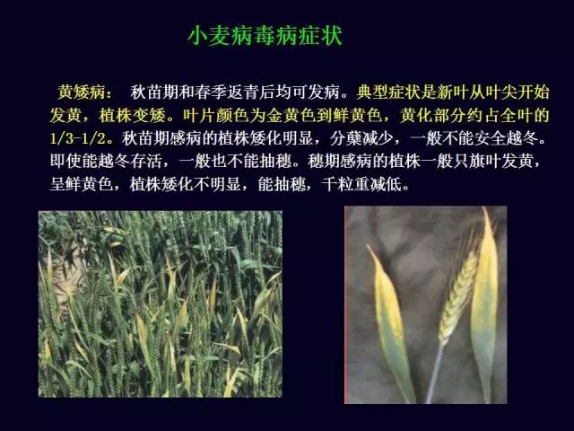 小麦病害小麦杆锈病小麦叶锈病小麦条锈病危害特征:条锈成行,叶锈乱