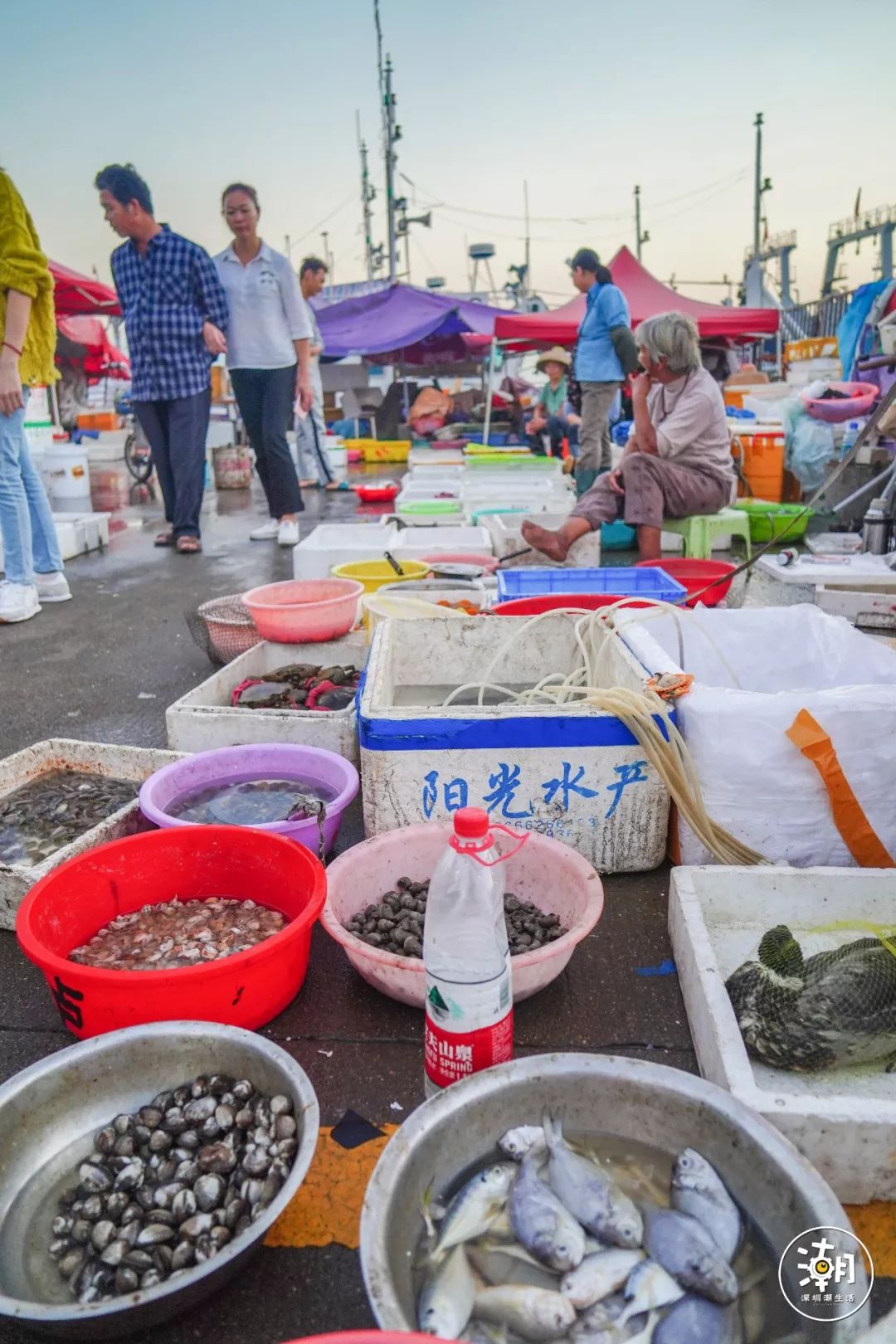 蛇口海鲜市场图片