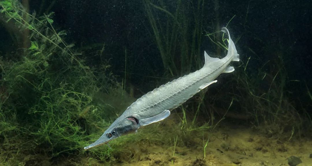 鱘魚 可以吃的活化石我國是世界上鱘魚品種最多,分佈最廣的國家之一