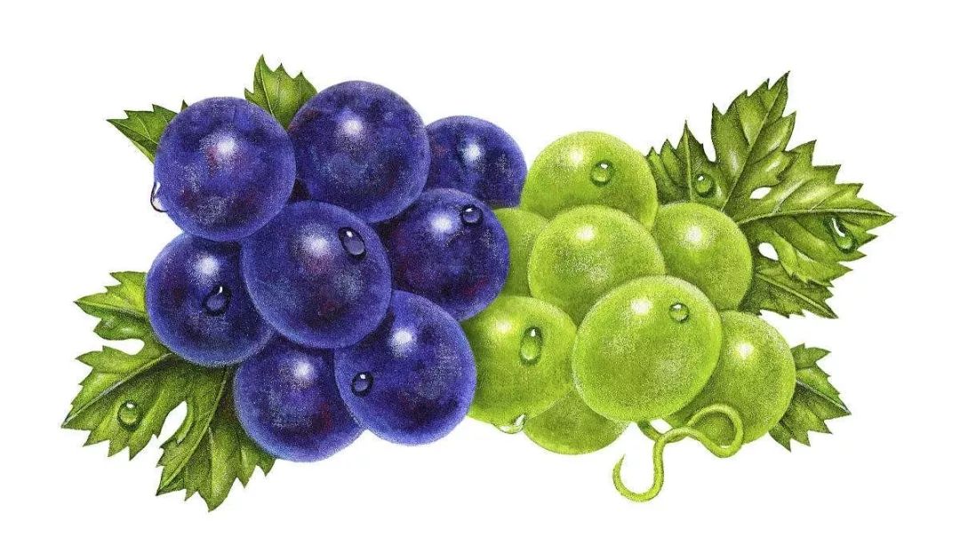 葡萄种子卡通图片