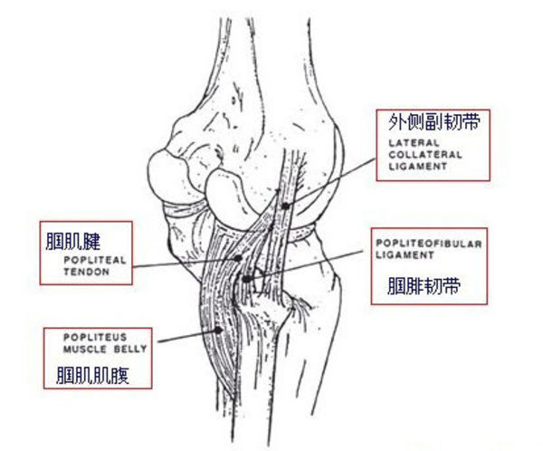 膝关节后外侧角的结构和功能 (转载)