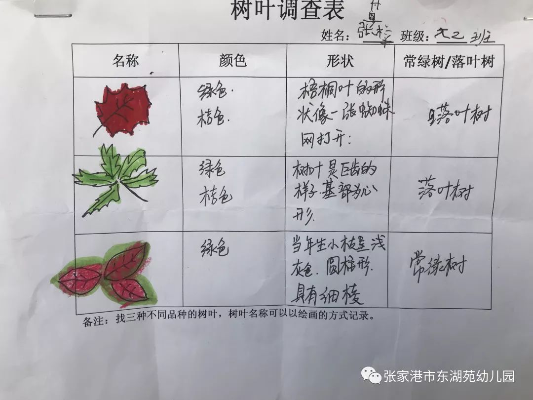 树叶的调查表图片