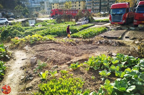 城區老屋拆除,居民們置辦農具,2年吃菜不花錢_菜地