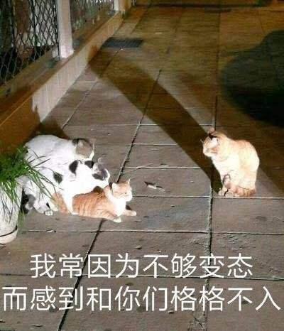 搞笑的猫咪表情包31张拿去折腾男朋友吧