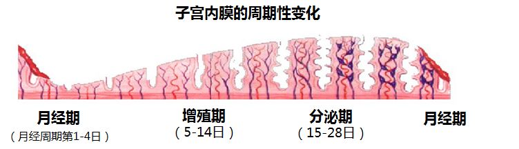 月经表现出严格的周期性由于子宫内膜具有周期性的变化月经具有严格的