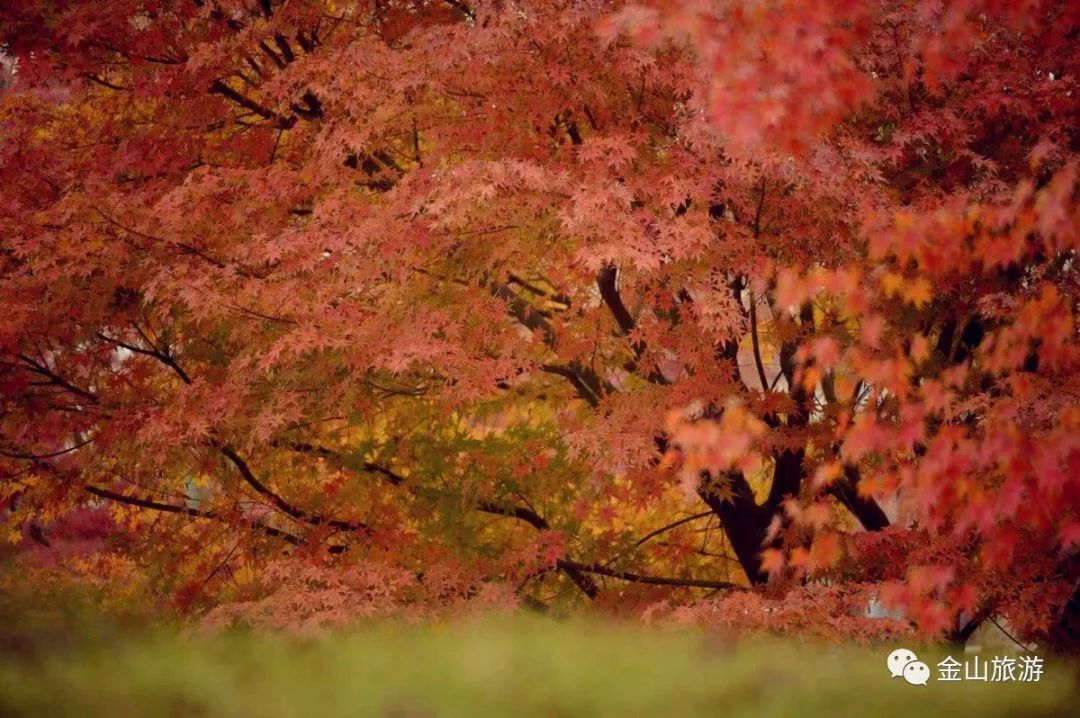 去處金山的楓葉紅了銀杏黃了