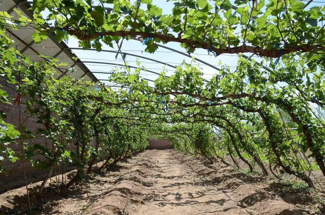 截止2017年底,我国葡萄种植面积达到7992万公顷,产量达到1367