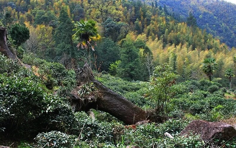 悅享武夷茶桐木秘境山爾堂紅茶世家呈國禮