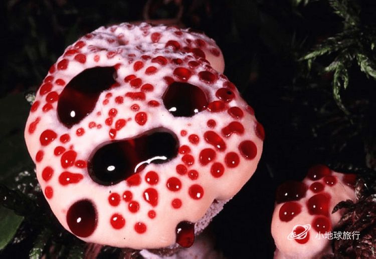 大脑蘑菇 恐怖图片