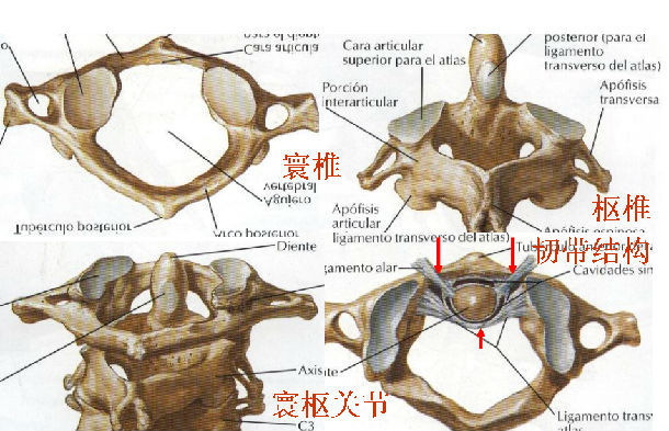 第一颈椎(寰椎)和第二颈椎(枢椎)构成寰枢关节,第一颈椎呈环状,上与