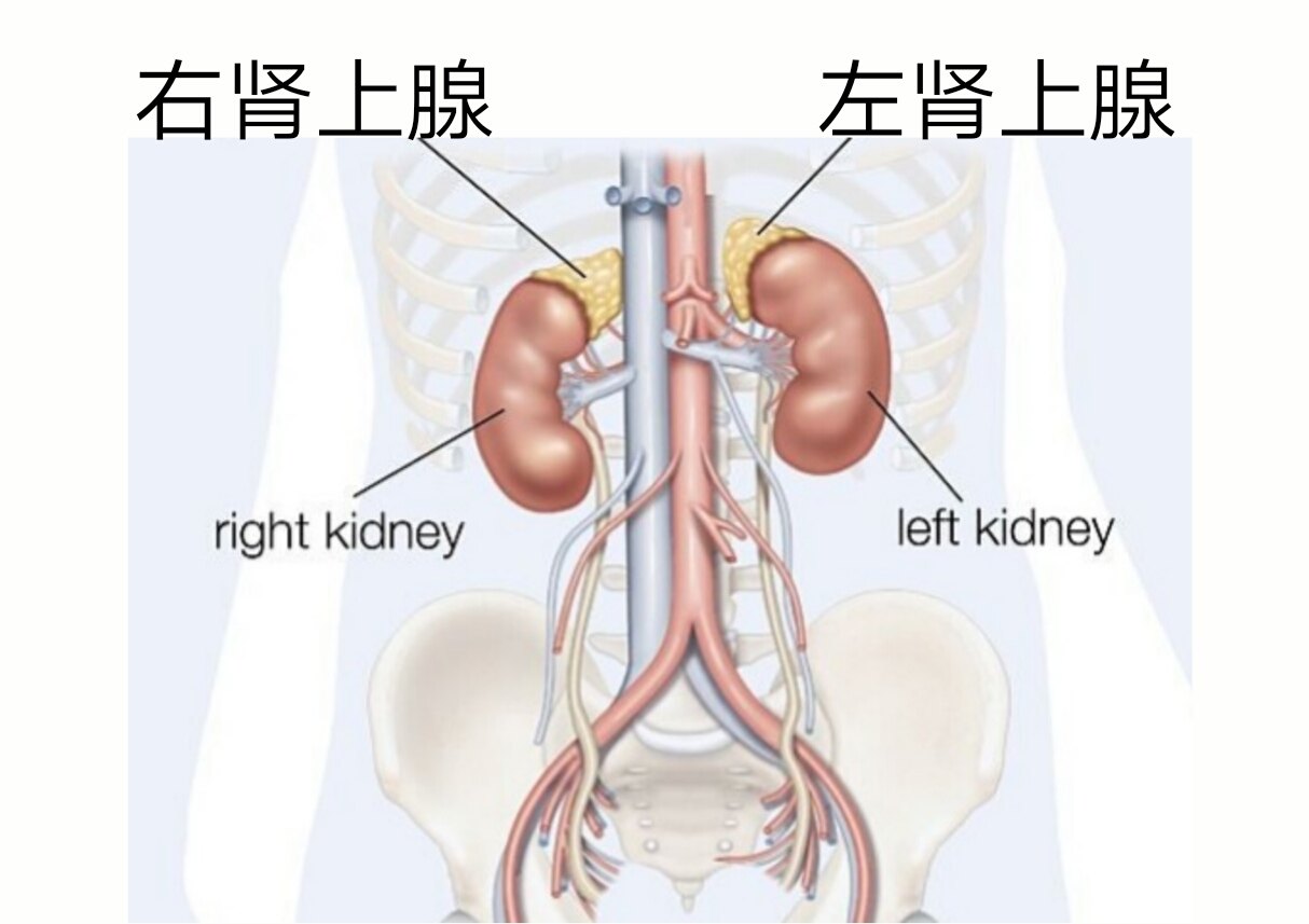 肾上腺在人体的位置图图片