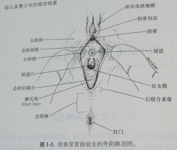 外阴溃疡症状图片图片