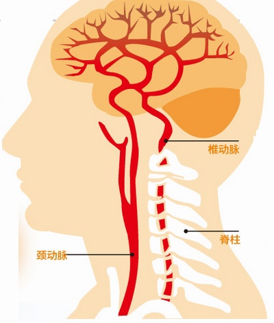 椎基底动脉解剖图图片