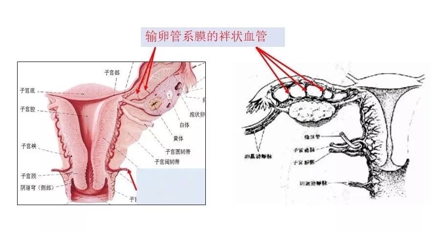 切除输卵管就切断了输卵管与卵巢之间的血管,即输卵管系膜上的袢状