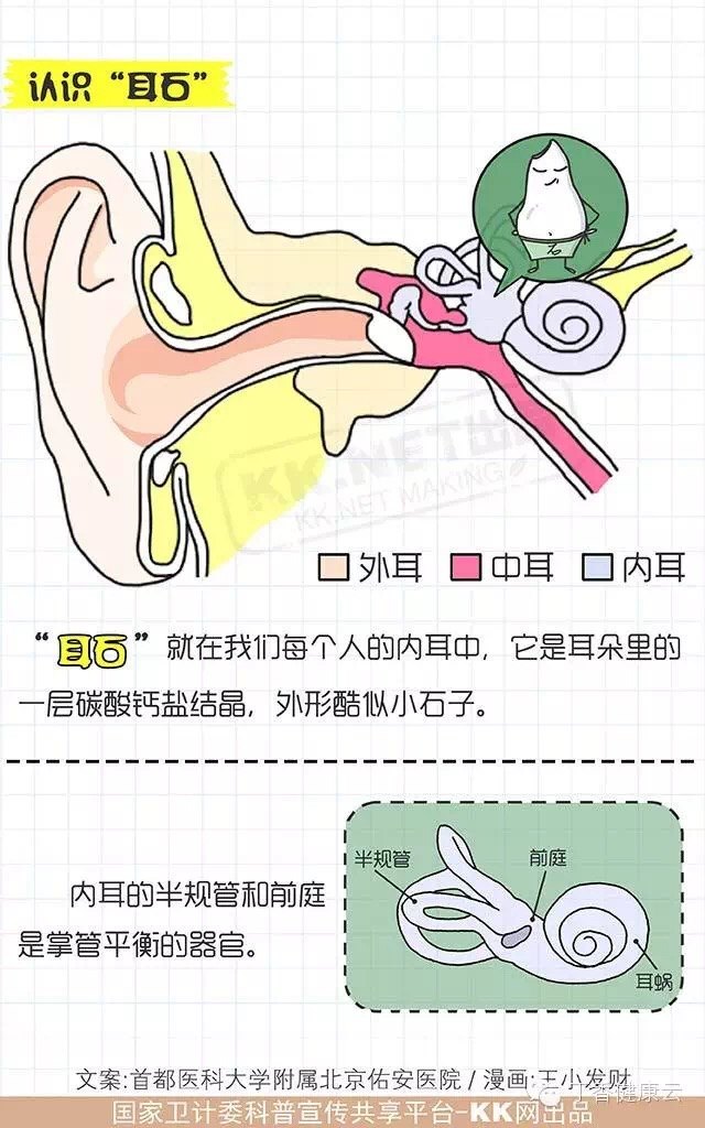 图解耳石症 (转载)