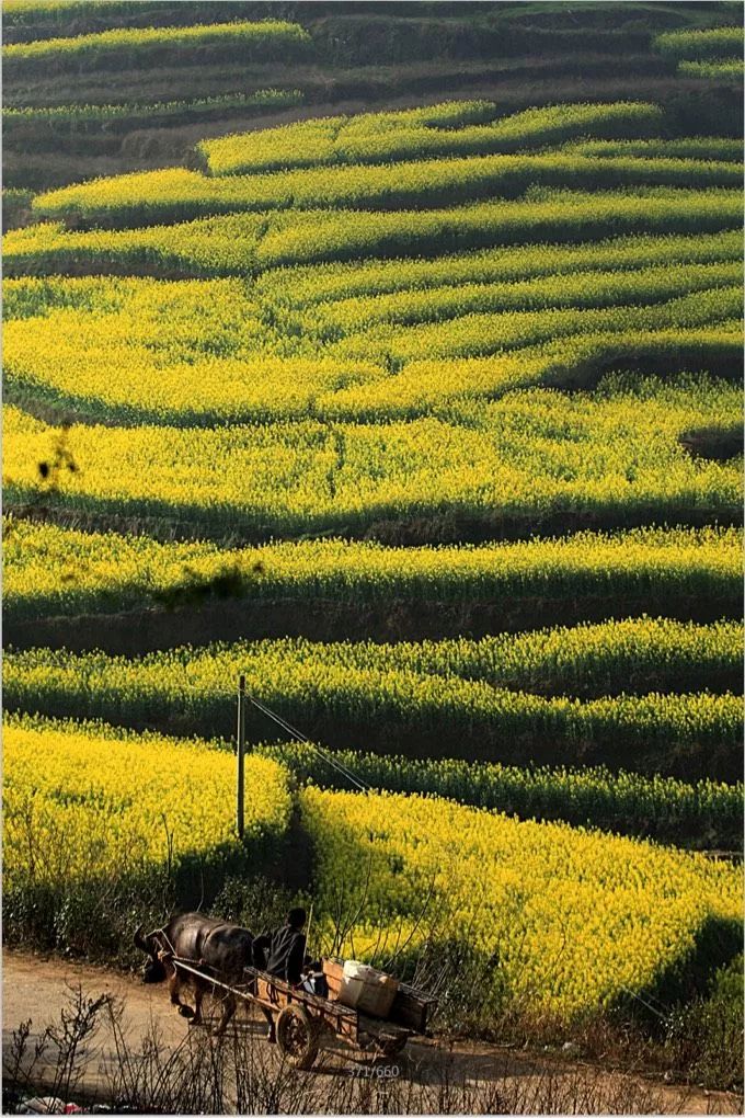 擁抱梯田上的油菜花海感受大自然的滄海桑田