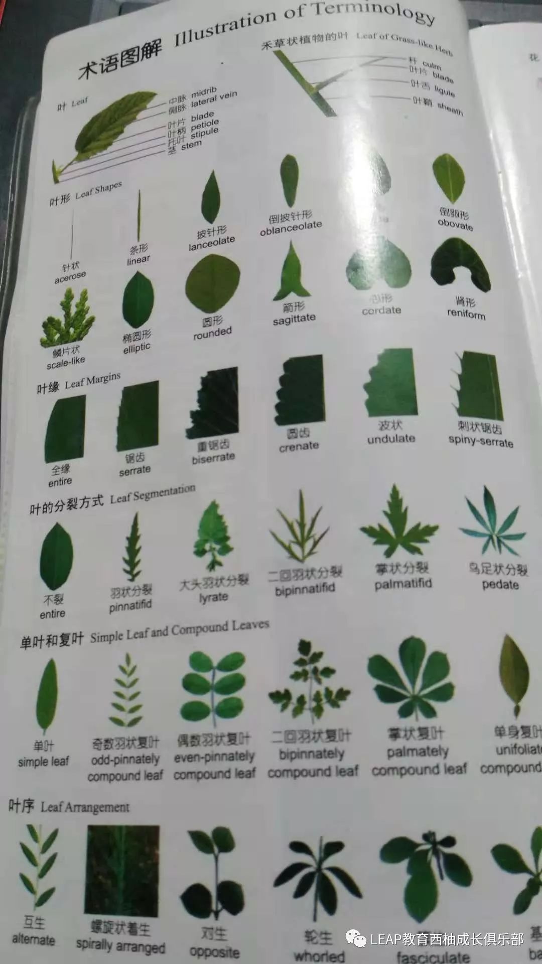 大叶植物名称图片