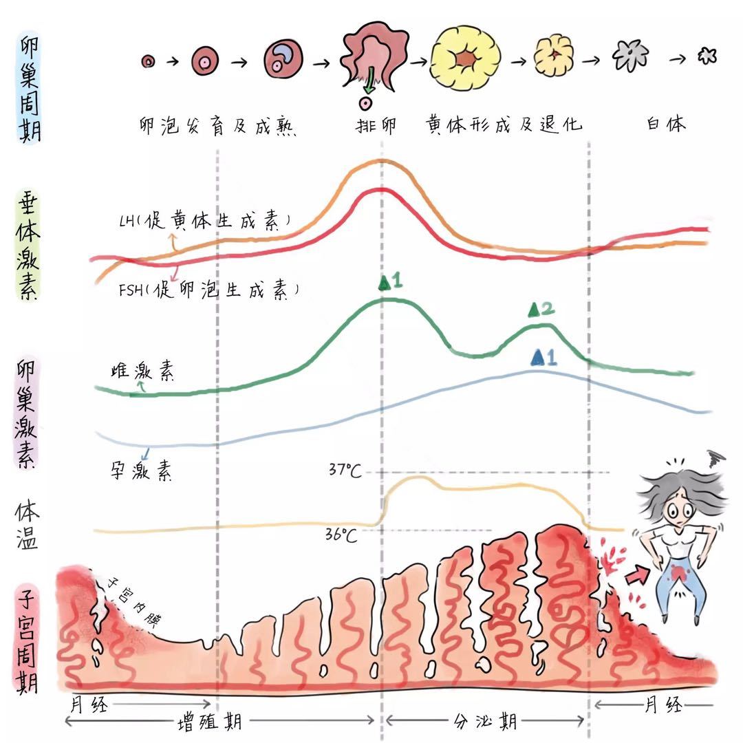 月经周期激素变化曲线图片