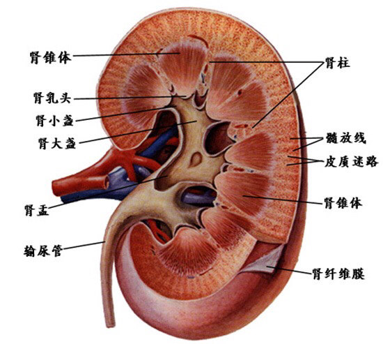 肾脏结构泌尿系统是一个管道系统,从肾小管开始,经过肾盏,肾盂,输尿管