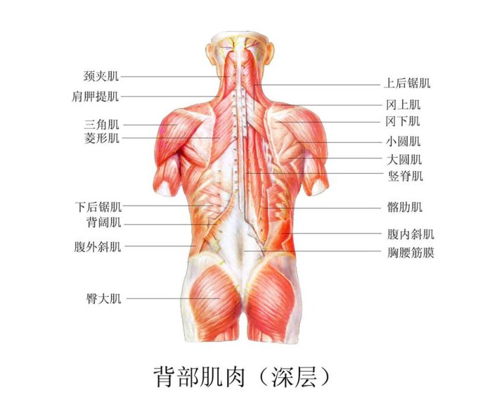 后背肌肉部位图解图片