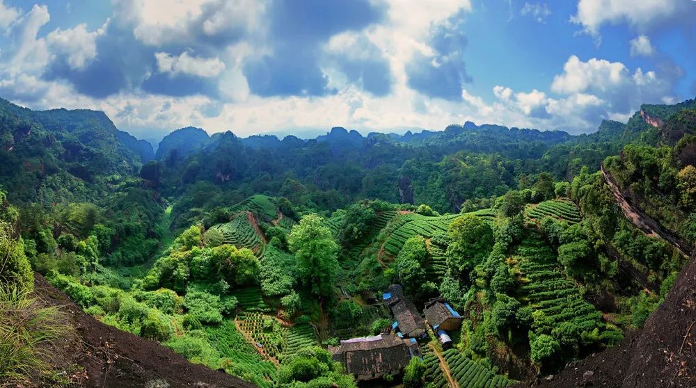 【茗邊聚焦】第十四屆中國茶業經濟年會系列報道之武夷山大紅袍巖茶的