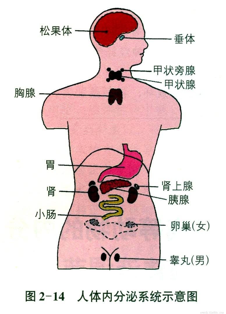 肾上腺位置图图片