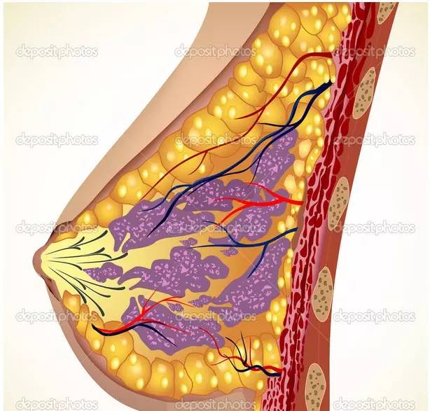 自体脂肪隆胸 胸部的二次发育_方式