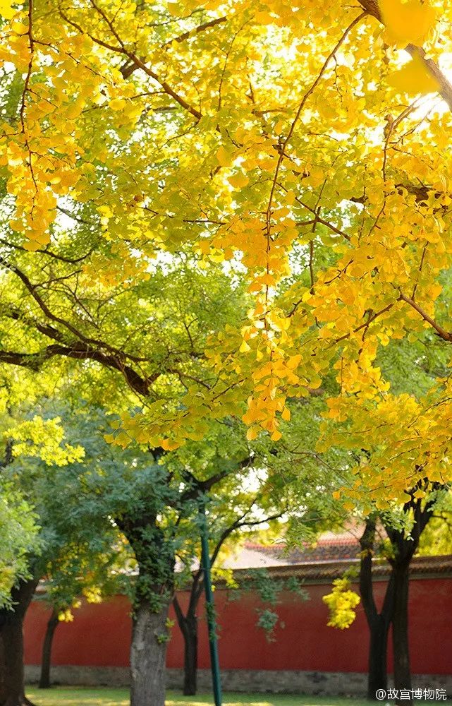 僧人也以此樹代表菩提樹, 歌德曾經寫道: 我的花園有一棵銀杏, 她來自