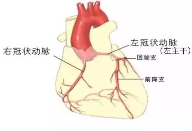 冠状动脉分左冠状动脉和右冠状动脉,其中左冠状动脉经较短的左主干后