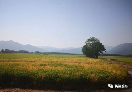 种植管护英德市土地开发储备局局长曾纪才接受媒体联合采访曾纪才还