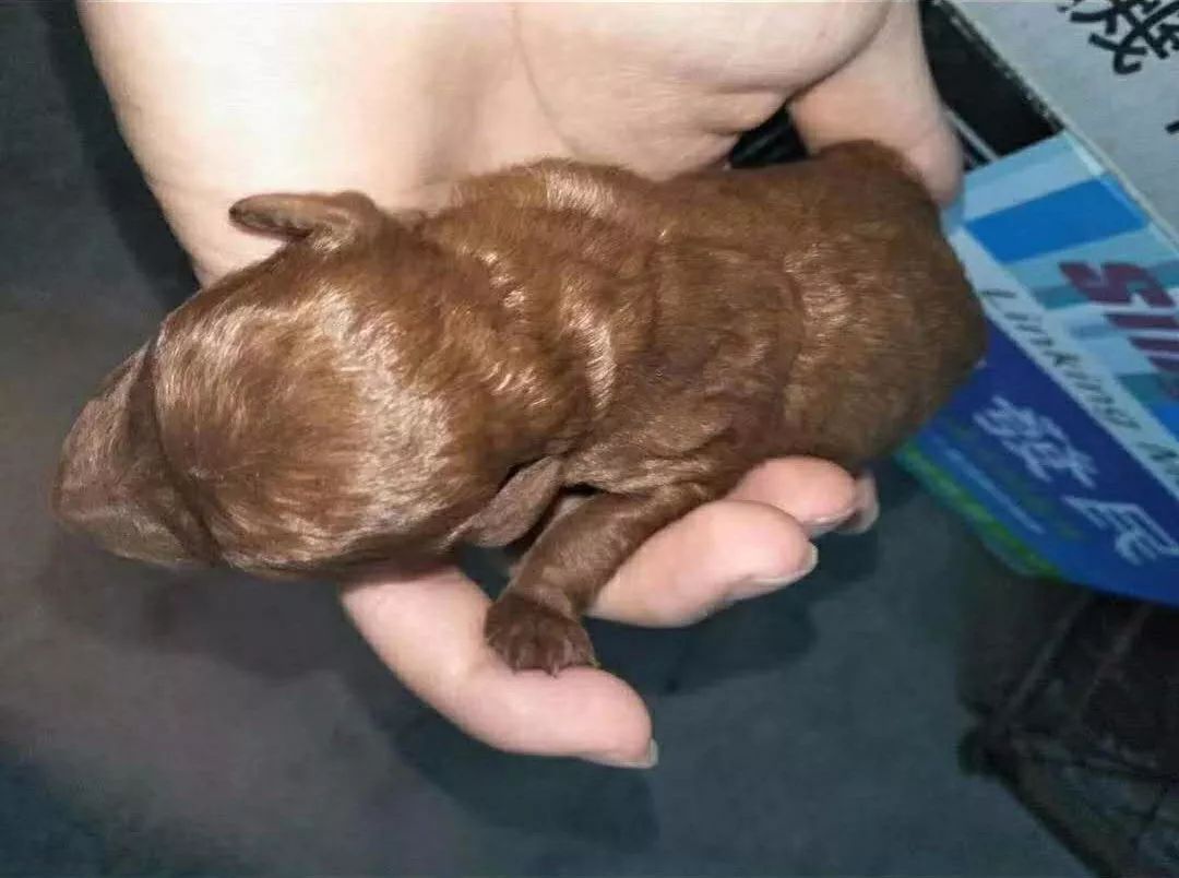 泰迪狗刚出生的样子图片