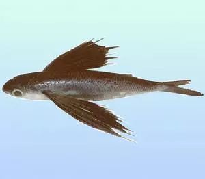 鱼的翅膀叫什么图片