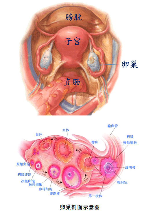 《子宫情事》第三回 弹丸之地太后临:卵巢的结构和功能简介