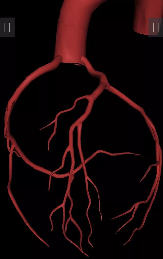 冠脉造影血管解剖图图片