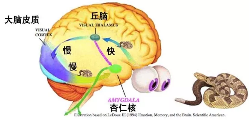 杏仁核的作用图片